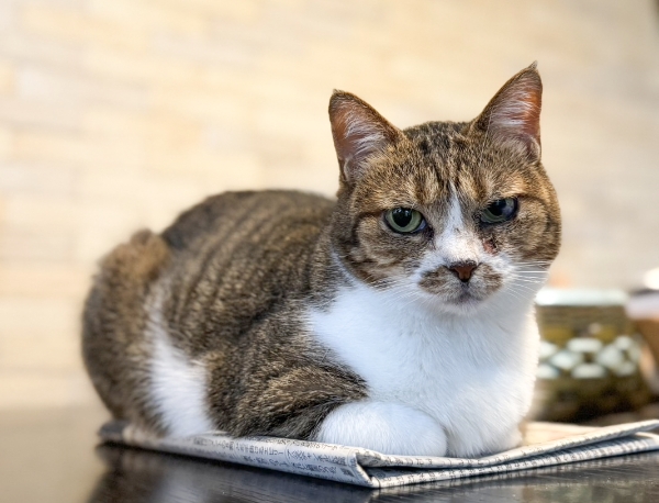 たらふくちゃん