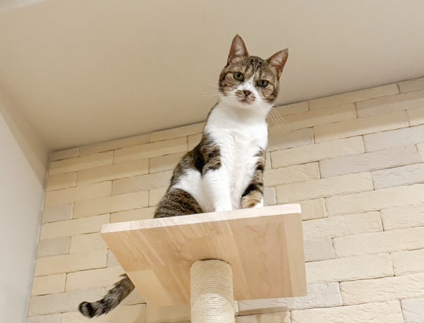 たらふくちゃん