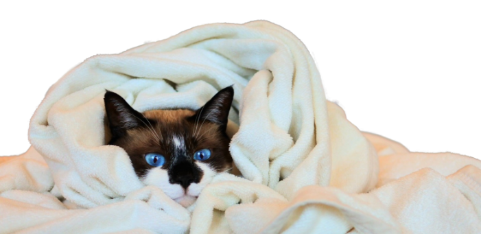 請求書（ロゴ入り）